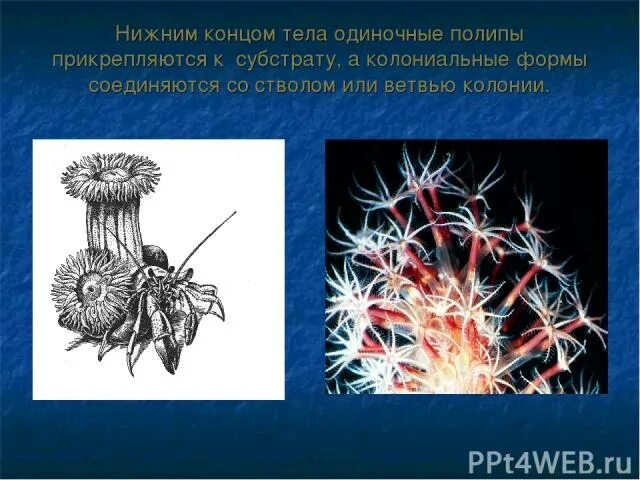 Лишайники организмы индикаторы. Прикрепленные к субстрату. Прикрепленные к субстрату. Прикрепленные к субстрату. Лишайник прикрепляется к субстрату.