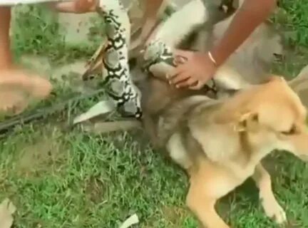 The dog remained oddly calm as the giant boa constrictor was pulled off its...
