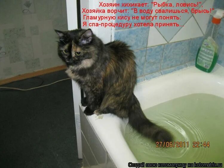 кошка моется. хочется помыться. что делать если не хочешь мыться. мыться прикол. что делать если не хочешь мыться.