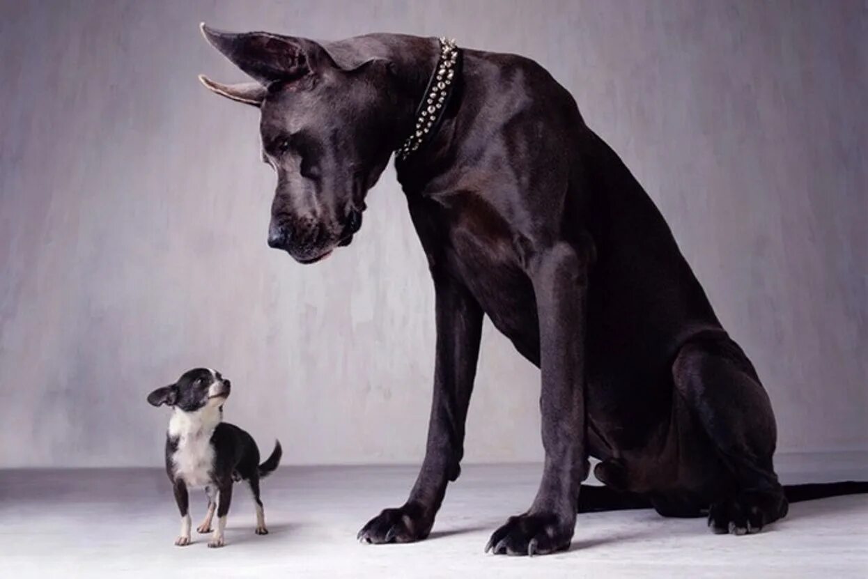 Догами и догаресса андертейл. Vivicute18 dog. Догаресса undertale. Как победить догами. Немецкий дог.