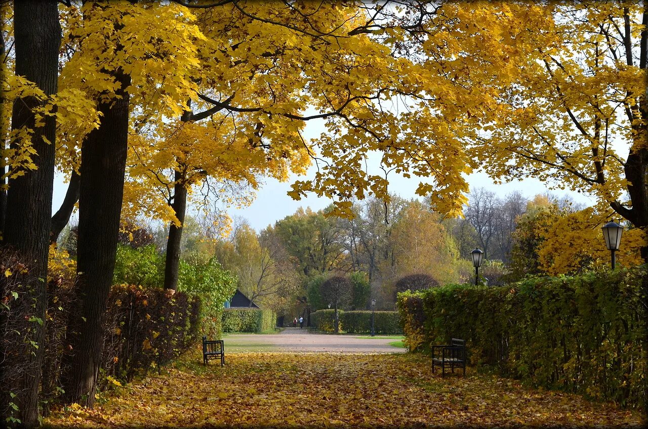 Осень 2013 год. Осенние аллеи парка Останкино. Поздняя осень аллеи парка Останкино. Золотая осень парк аллея. Осенняя аллея Останкинский парк.