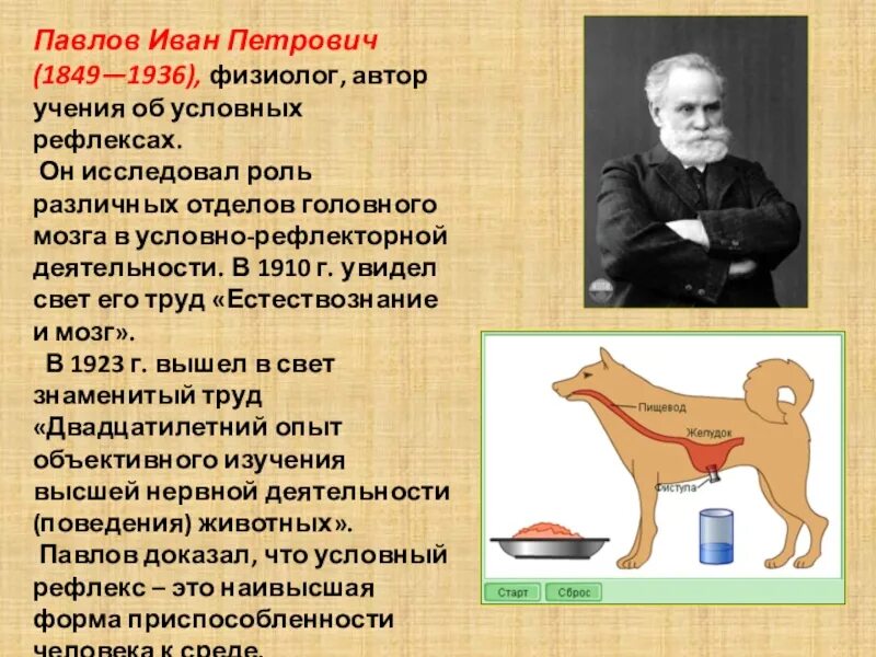 Открытия и п павлова. Открытие условных рефлексов Иваном Петровичем Павловым.