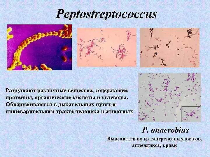 Peptostreptococcus spp