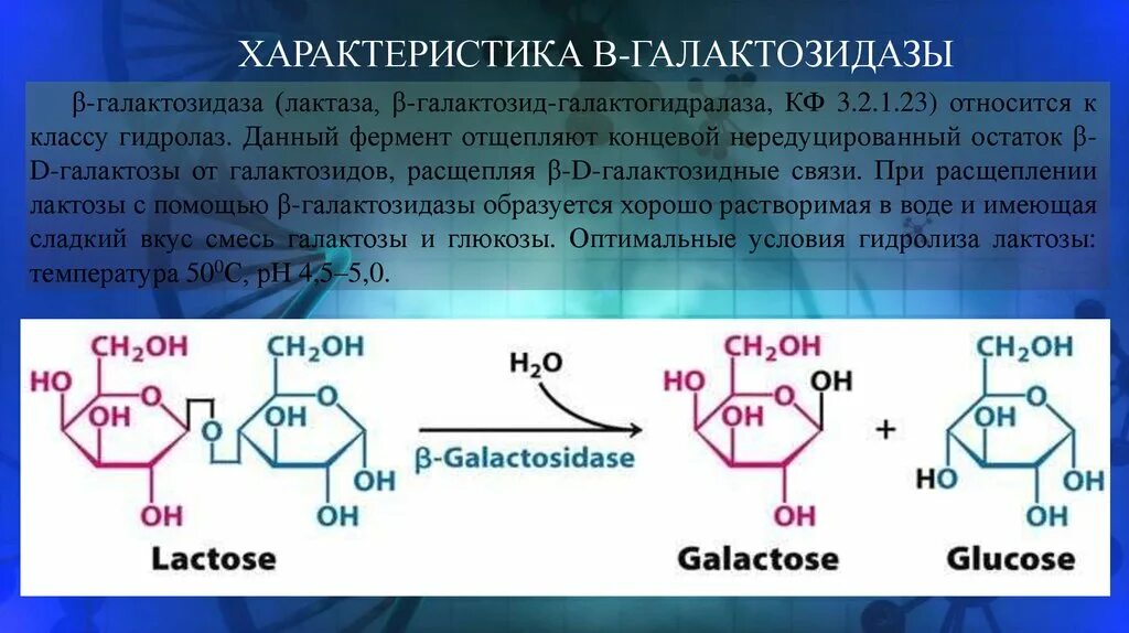 Ферментация лактозы. Бета-галактозидаза фермент. Гидролиз лактозы лактазой. Фермент расщепляющий лактозу. Ферменты катализирующие гидролиз лактозы.