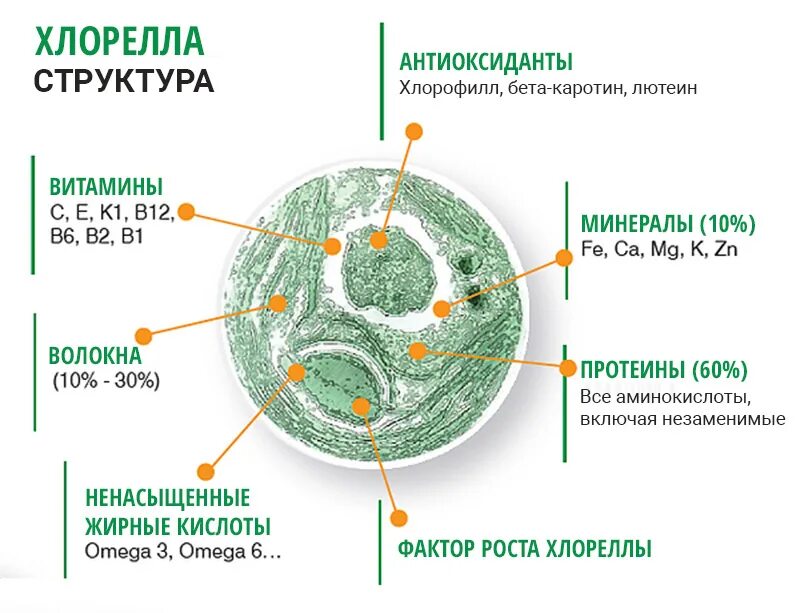 Чем хлорелла отличается от бактерии. Хлорелла водоросль состав. Chlorella vulgaris строение. Структура клетки хлореллы. Хлорелла строение клетки.