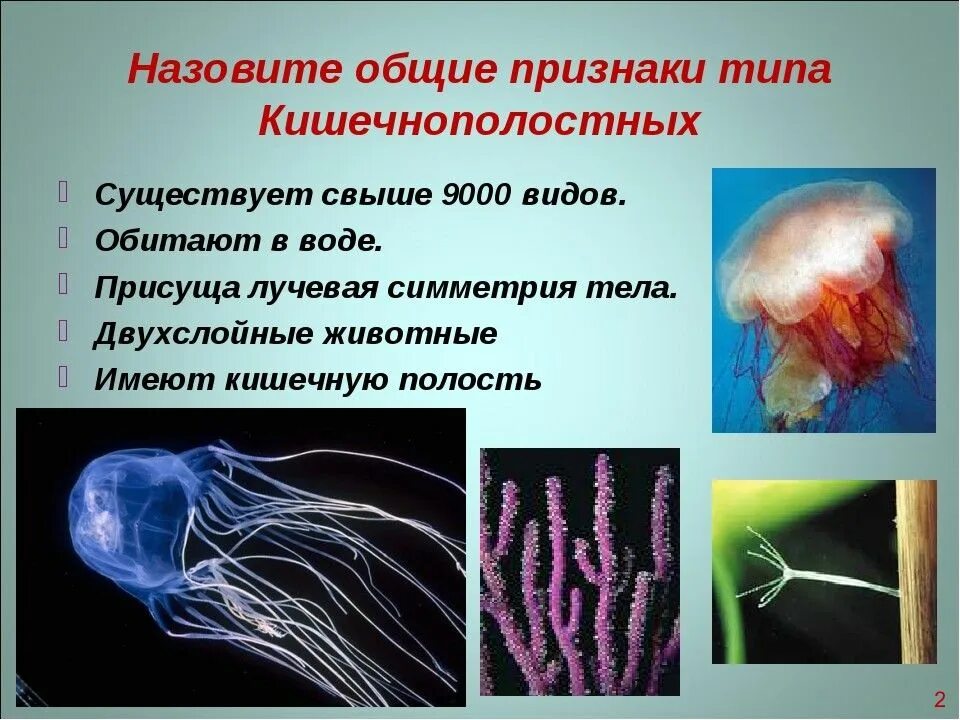 Какие черви кишечнополостные. Жизнедеятельность кишечнополостных. Кишечнополостные животные. Представители кишечнополостных животных. Беспозвоночные Кишечнополостные.