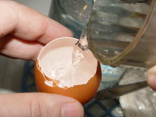 желток в руке. яичная темпера. пастельные краски для яиц. яичная эмульсия для иконописи. яичная темпера.