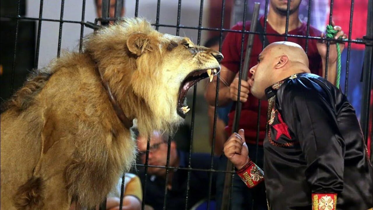 Нападение льва львов. Сильный дрессировщик.