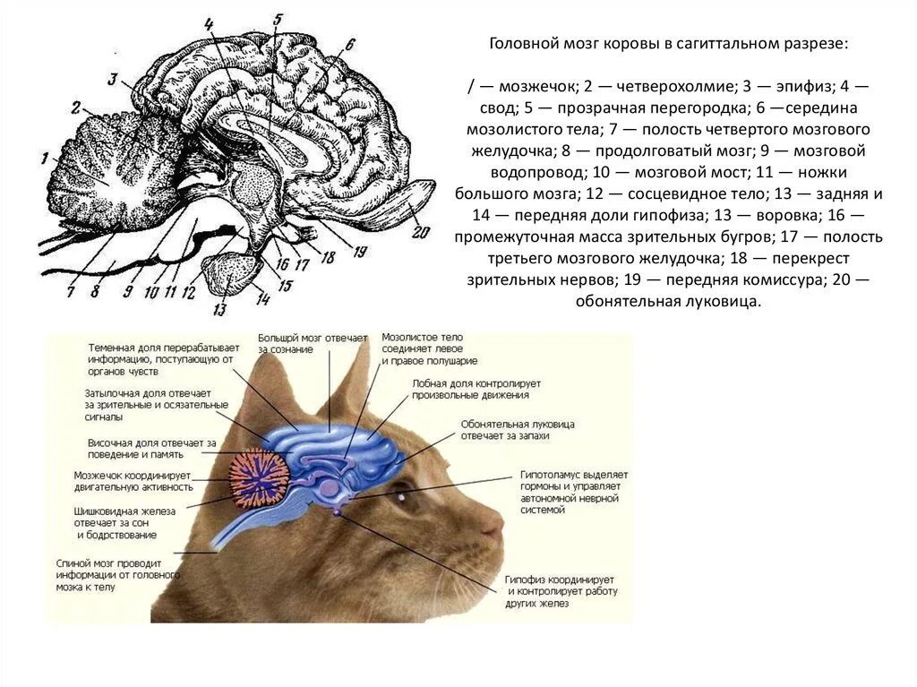 Функция головного мозга животных. Сагиттальный разрез головного мозга коровы. Головной мозг собаки в сагиттальном разрезе. Головной мозг крупного рогатого скота. Строение головного мозга Ветеринария.