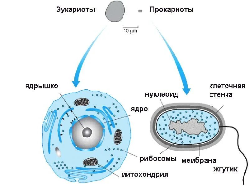 Клетки прокариот не имеют ядра