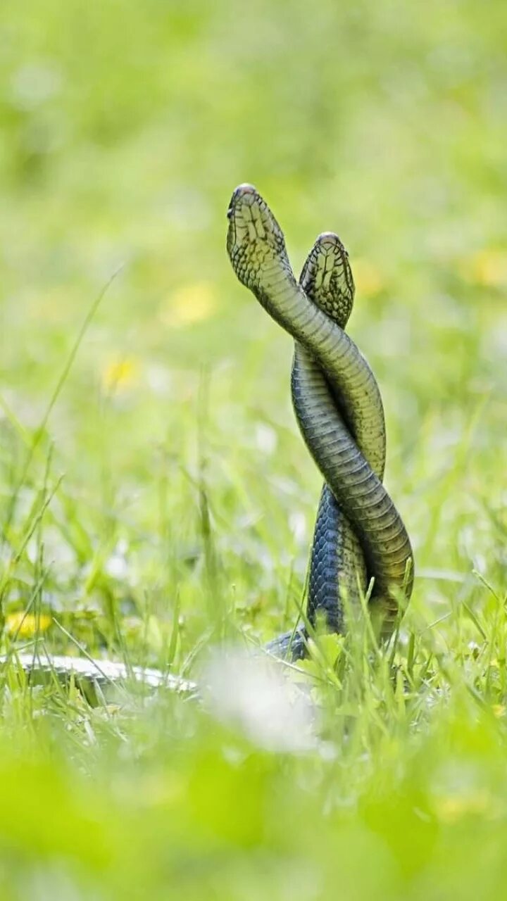 Grass snake. Зеленая гадюка. Травяной полоз. Змея в траве. Две змеи.