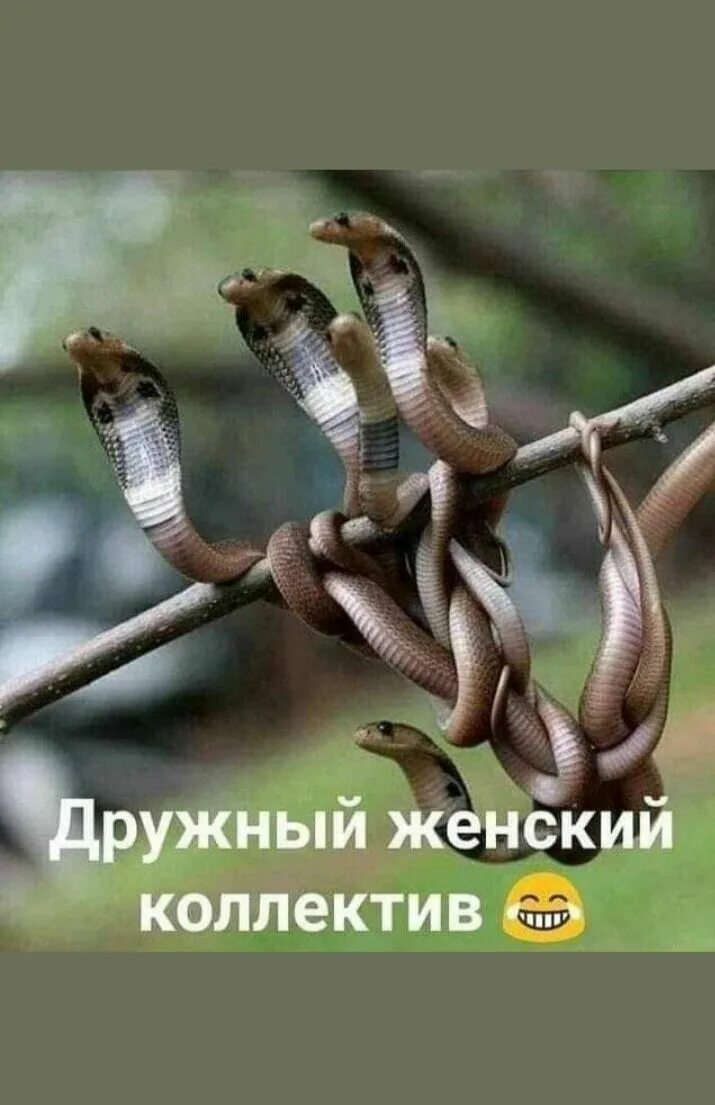 Змеиное логово женский коллектив. Картинка про женский коллектив. Клубок змей женский коллектив. Змеиный клубок женский коллектив. Женский коллектив прикол.