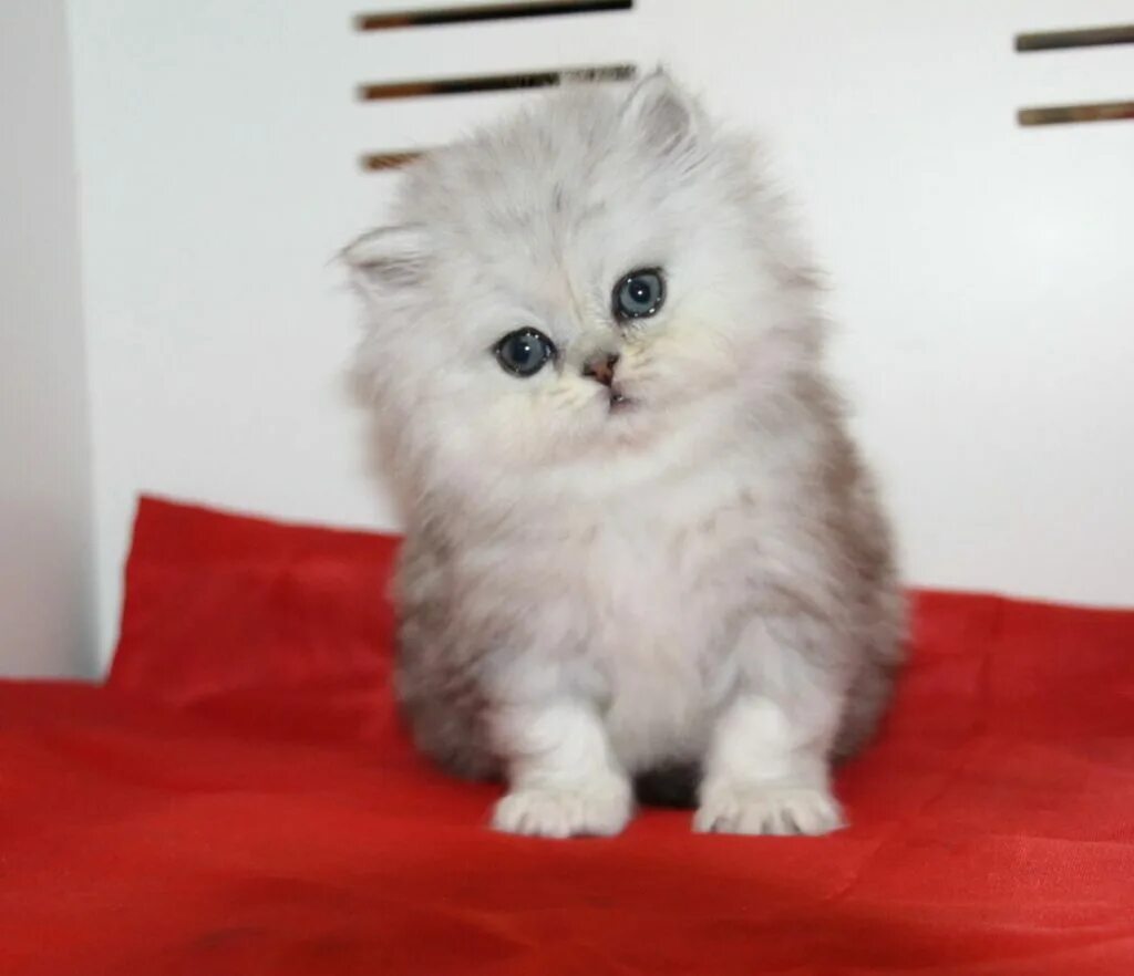 Chinchilla silver persian ♥ CopyCat Purrfection Pretty cats, Beautiful cats, Gor