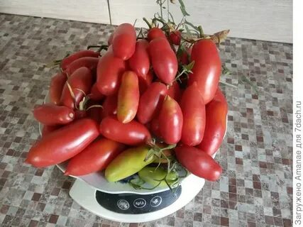 Томаты свечи