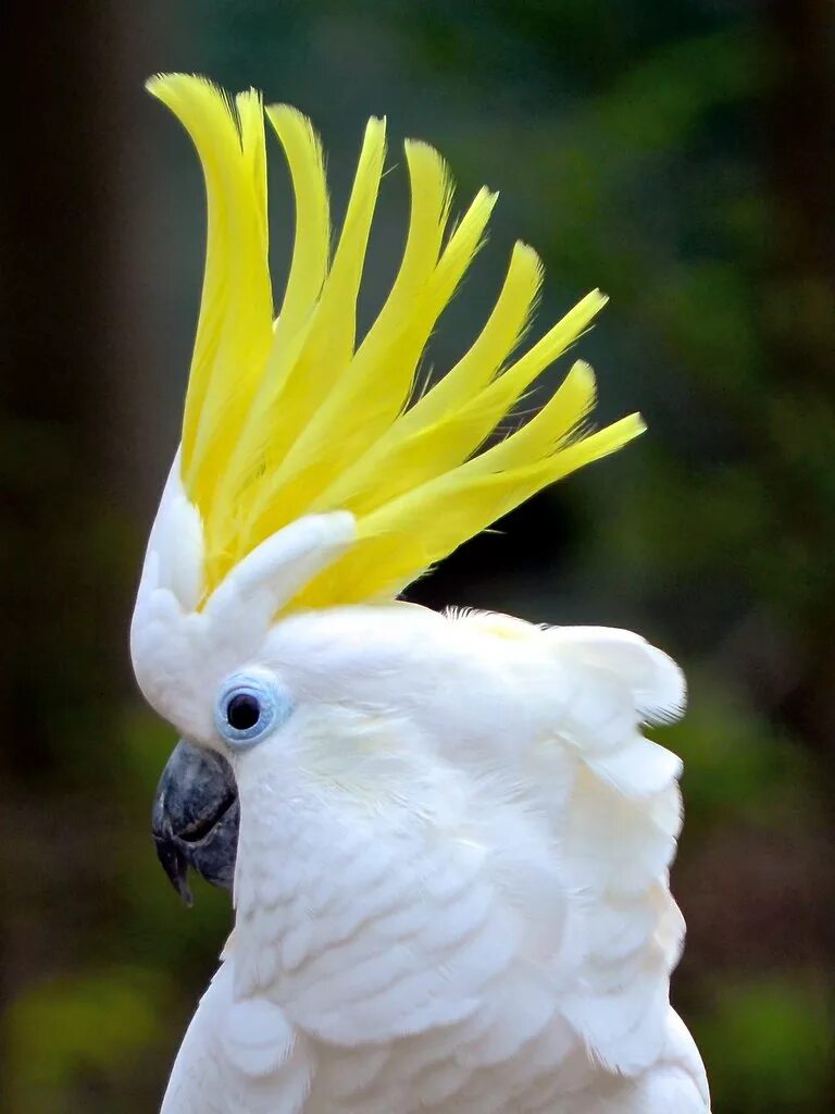 Разноцветное какаду. Попугай Какаду белохохлый. Белый попугай Какаду. Желтоголовый Какаду.