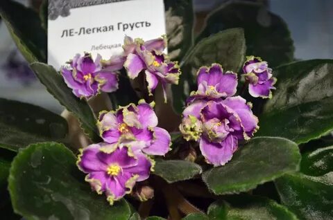 Фиалка легкая грусть