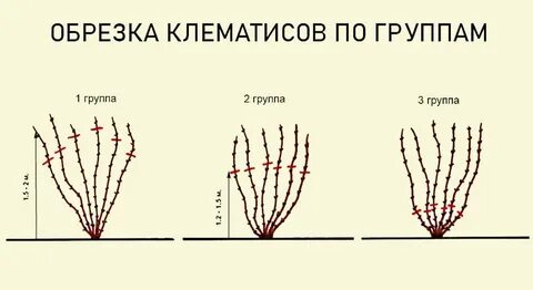 Как обрезать клематисы 3 группы