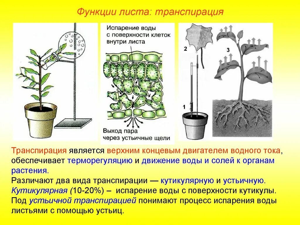 Лабораторная работа по биологии передвижение воды. Транспирация физиология растений. Кутикулярная транспирация. Механизм транспирации. Транспирация листьев.