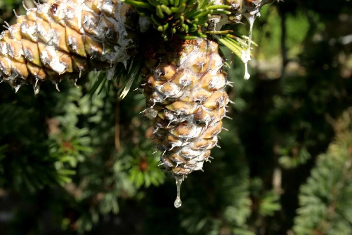 Долгожитель из хвойных. Сосна остистая шишки. Pinus aristata. Сосна остистая шишка. Pinus aristata Všejany.