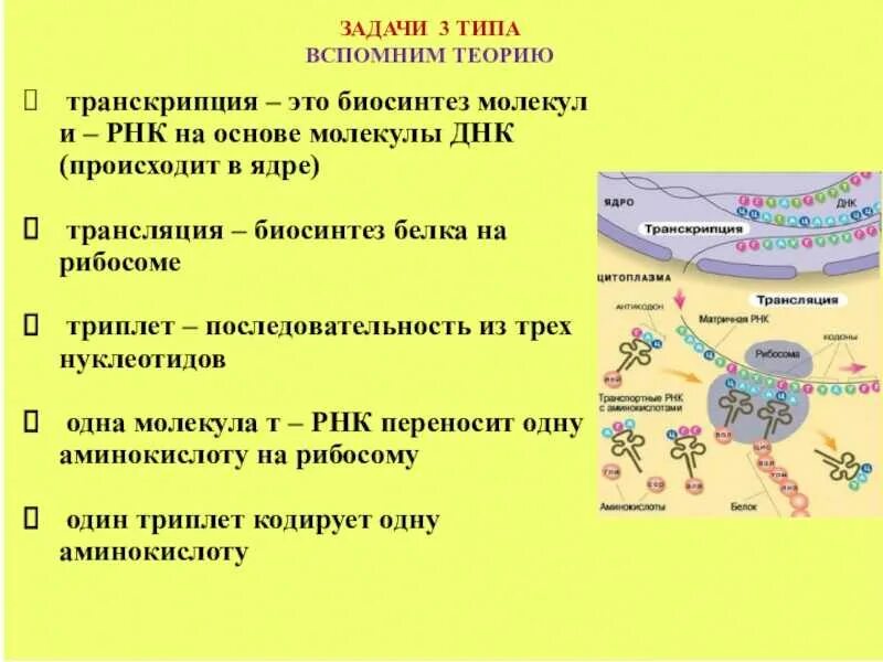 Синтез белка схема ЕГЭ. Процесс транскрипции и трансляции схема. Биосинтез белка репликация транскрипция трансляция.