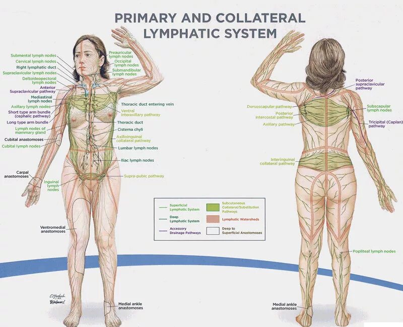 Схема лимфотока человека. Схема лимфатической системы для массажа. Лимфодренажный массаж и лимфатическая система. Лимфатическая система человека схема движения лимфы на теле. Лимфоузел после массажа