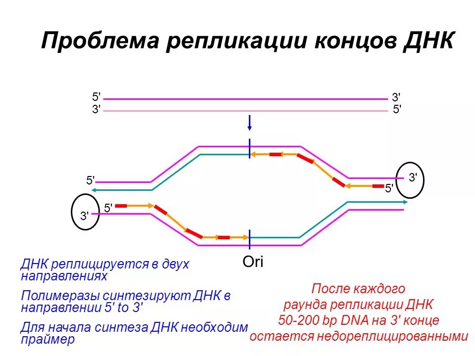 Днк штрих концы. 3 И 5 штрих концы ДНК. Репликация концов ДНК. 5 Конец ДНК. 3 И 5 конец ДНК.