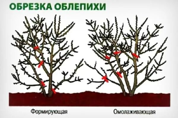 На какой год плодоносит облепиха после посадки. Облепиха формирование кроны. формировка облепихи. облепиха подрезка весной. весенняя обрезка облепихи.