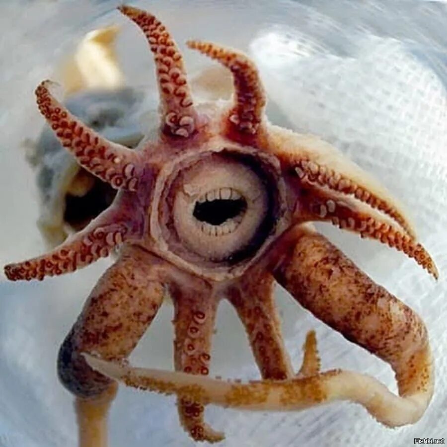 Циклоп краб. Зубастый кальмар promachoteuthis sulcus. Морская звезда страшная.