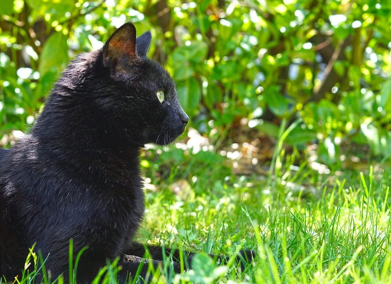 Чёрный кот. Черные коты. Бельгийская черная кошка. Кошечка черная. Черная кошка россия