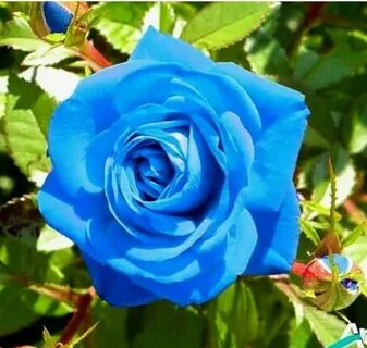 Үлкен бөкселер үйде тұрады