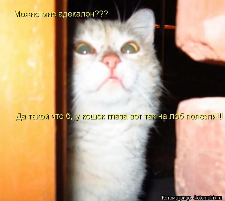 да такой. идиот мем. да я такой. да кто это такой ваш мем. ты что такой дерзкий картинки.