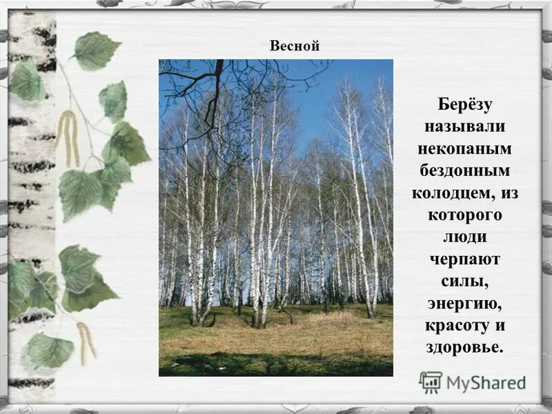 Описание березы. Березка определение. Описание березы. Береза весной. Берёза информация о дереве.