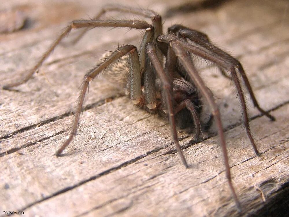 паук маленький в квартире. большие пауки в доме. пауки живущие в домах. квартирные пауки. пауки в доме.