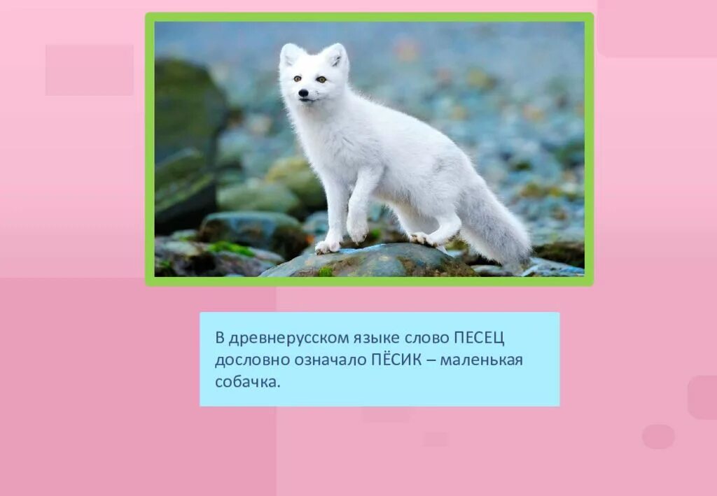 Вопрос к слову песец. Что значит слово писец. Цитата из литературного произведения со словом песцовый. Выдержки из художественных произведений со словом песцовый.