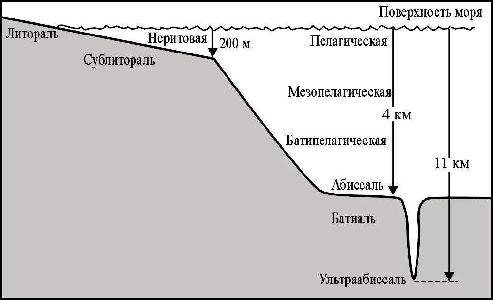 5 слоев океана. Литораль Батиаль. Экологические области океана бенталь и пелагиаль. Литораль Батиаль абиссаль. Экологические зоны мирового океана схема.