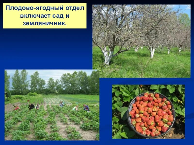 Сорта культурных растений сорта культурных растений. Сельское хозяйство растениеводство. Саженцы плодовых деревьев. Примеры сортов культурных растений. Плодово ягодные растения названия.