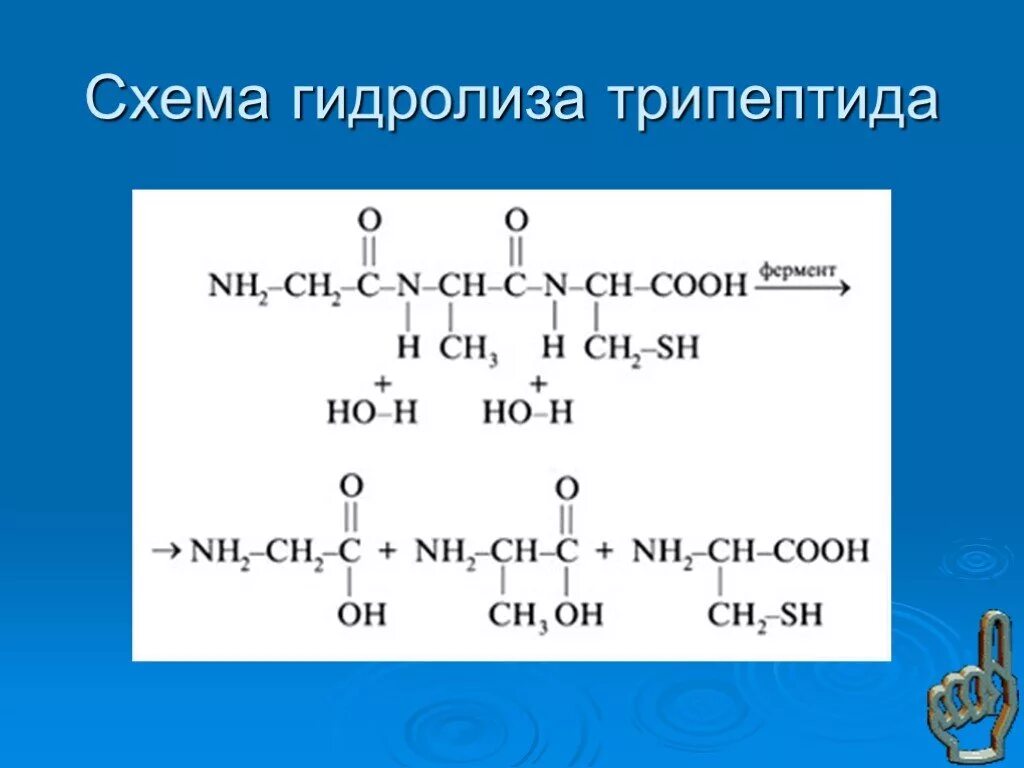 Реакция образования трипептида. Гидролтз типептина. схема гидролиза трипептида. гидролиз трипептида. трипептид гидролиз.