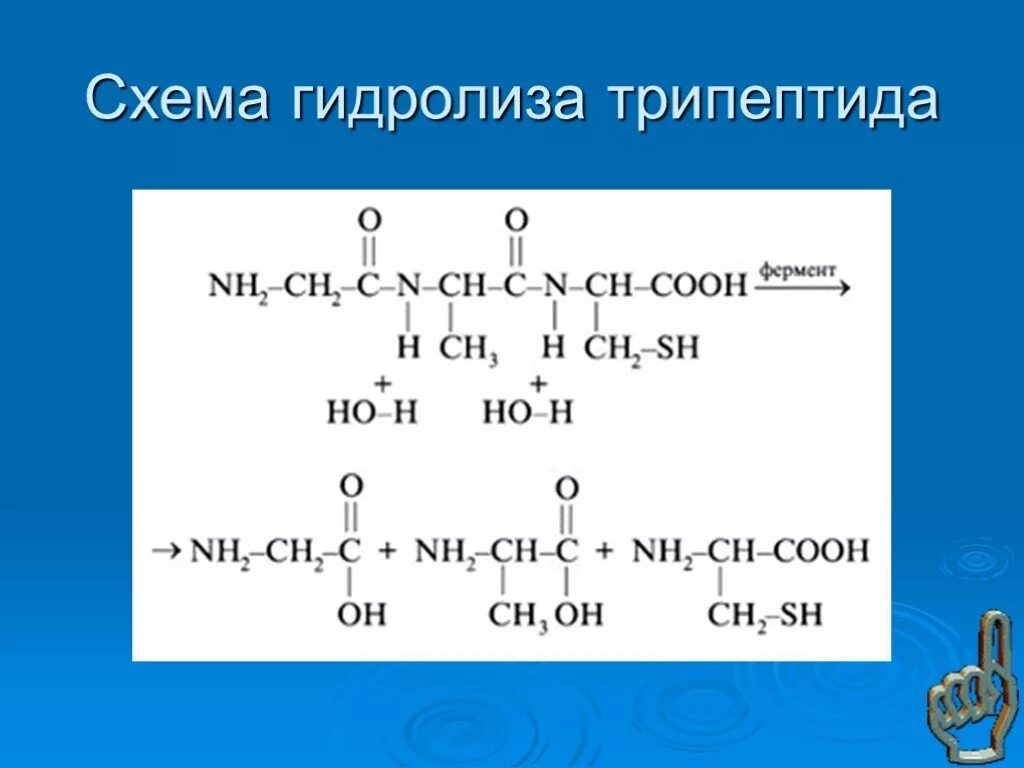 Щелочной гидролиз белков. Схема гидролиза трипептида. Гидролиз трипептида. Трипептид гидролиз. Гидролиз пептидов.