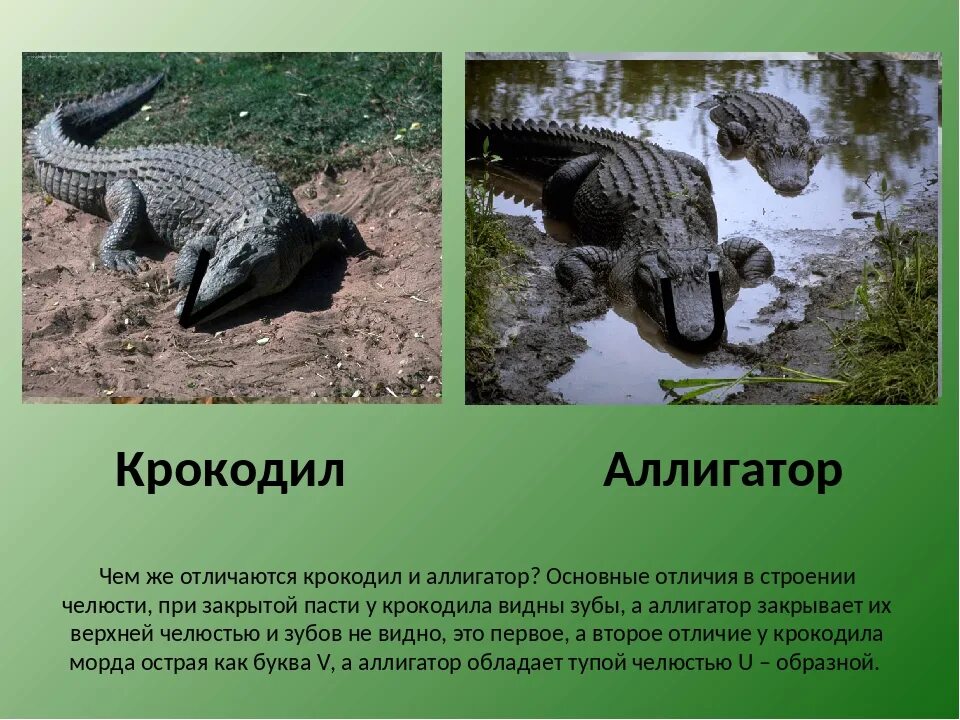 Аллигатор и крокодил отличия. Крокодил аллигатор кайман. крокодил аллигатор кайман гавиал. крокодил аллигатор кайман отличия. разница крокодила и аллигатора и каймана.