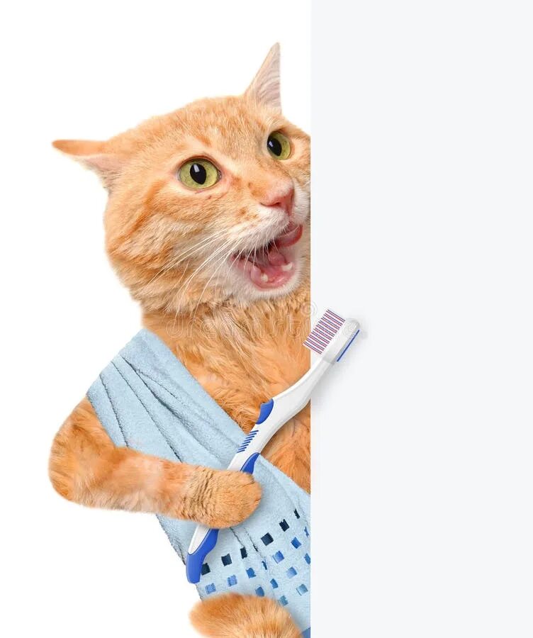 Котэ чистим