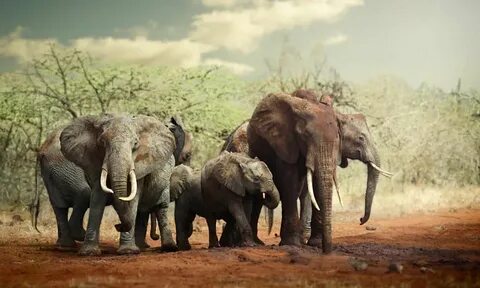 Wildlife work
