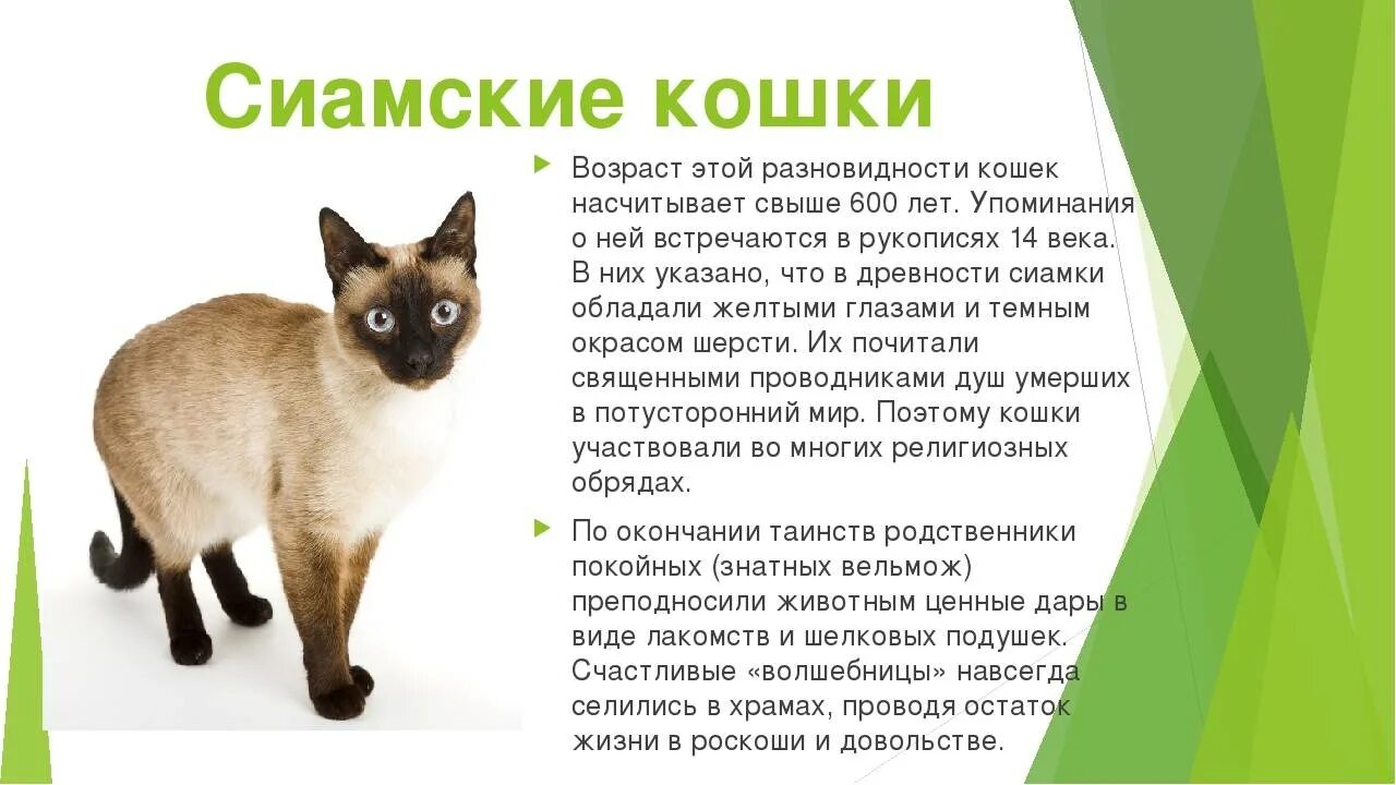Слова породы кошек. Факт о сеамских кошках. Интересные факты о породах кошек. Интересные факты о сиамских кошках. Доклад про сиамскую кошку.