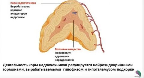 Адреналин корковый слой
