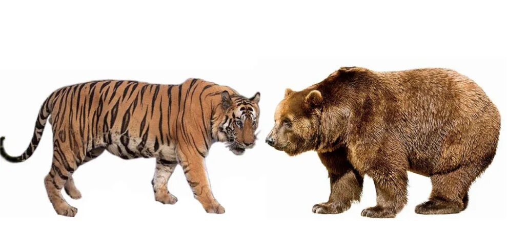 Амурский тигр против. Амурский тигр и медведь. Амурский тигр и бурый медведь. Амурский тигр против медведя. Медведь Гризли против тигра.
