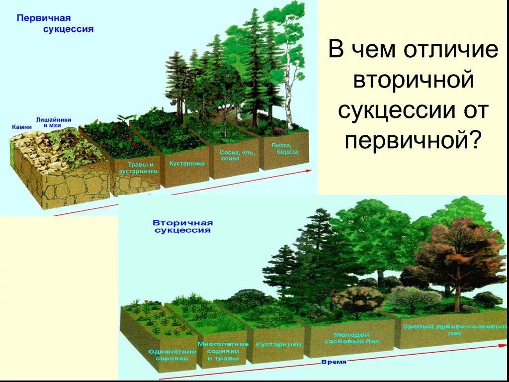 Первичная экологическая сукцессия. Экологическая сукцессия первичная сукцессия вторичная сукцессия. Вторичная экологическая сукцессия. Отличия первичной и вторичной сукцессии.