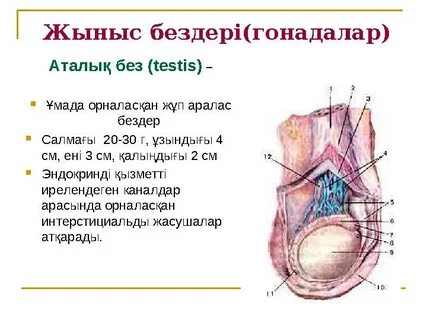 Жыныс мүшесінің қалыңдығы 4,5 сантиметр.