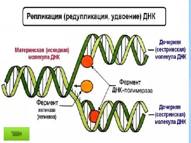 Процесс разрезания молекулы днк с помощью ферментов. Схема репликации молекулы ДНК по биологии. Матричный Синтез ДНК репликация. Репликация ДНК ЕГЭ ферменты. Схема репликации с ферментами.