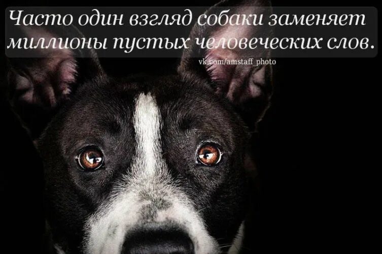 Смешные фразы из пса. Выражения про собак. Афоризмы о собаках. Фразы про собак. Статусы про собак.