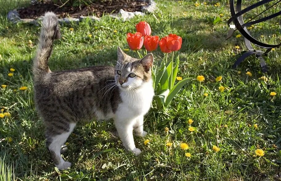 Кошка на даче. Кошка в огороде. Котенок на даче. Кошка на природе.