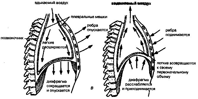Биомеханика дыхательных движений вдоха и выдоха. Биомеханика дыхания схема. Биомеханика внешнего дыхания изменения объема грудной полости. Грудная клетка с дыхательными мышцами.